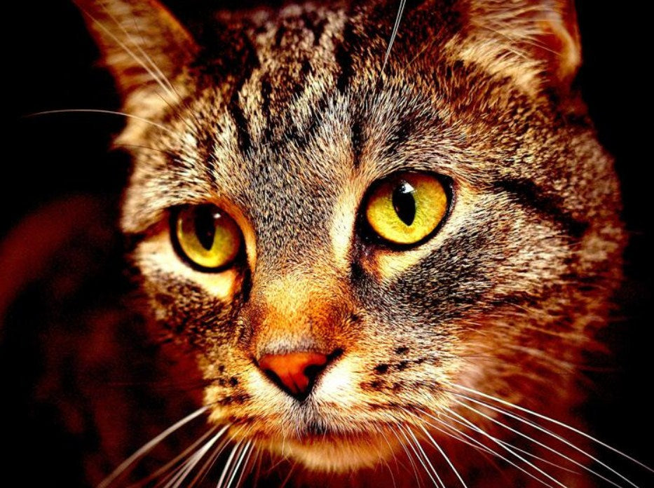 Cat Face Close up Diamond Painting