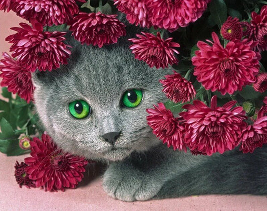 5D Cat Diamond Painting Kit