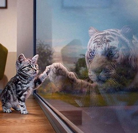 Cat as Tiger Paint by Diamonds