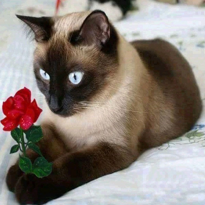 Cat with Red Rose Diamond Painting Kit