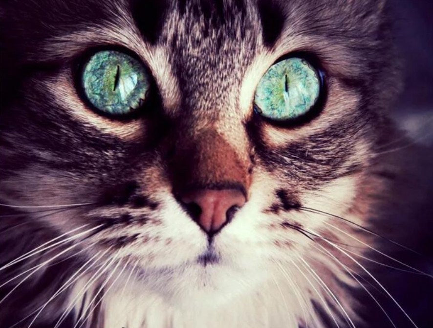 Cat with Turquoise Eyes Diamond Painting