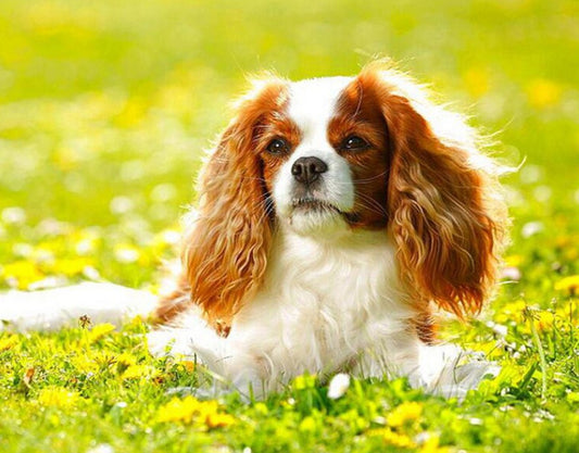 Cavalier King Charles Spaniel Puppy Diamond Painting