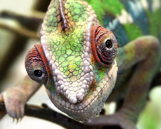 Chameleon Face Diamond Painting Kit