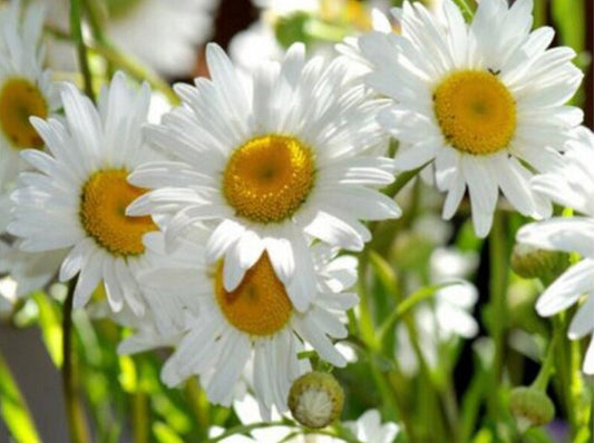 Chamomile Flowers Diamond Painting Kit