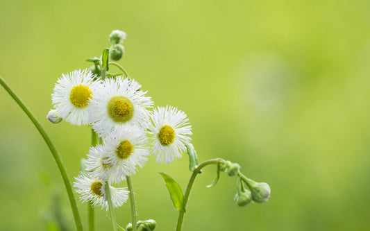 Chamomile Flowers Diamond Painting Kit