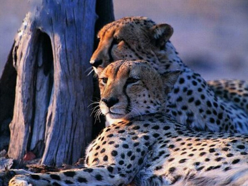 Charming Leopards Pair Paint by Diamonds