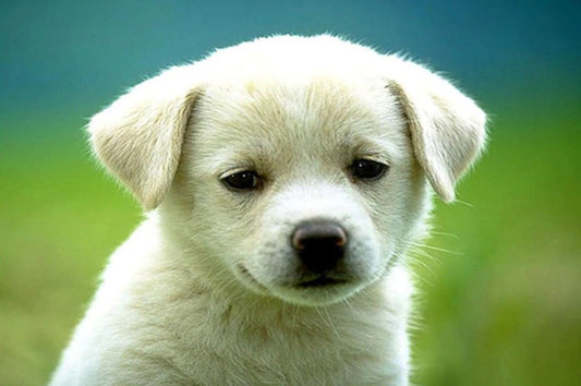 Charming Puppy Diamond Painting Kit