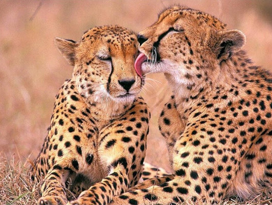 Cheetah Pair in Love Diamond Painting Kit