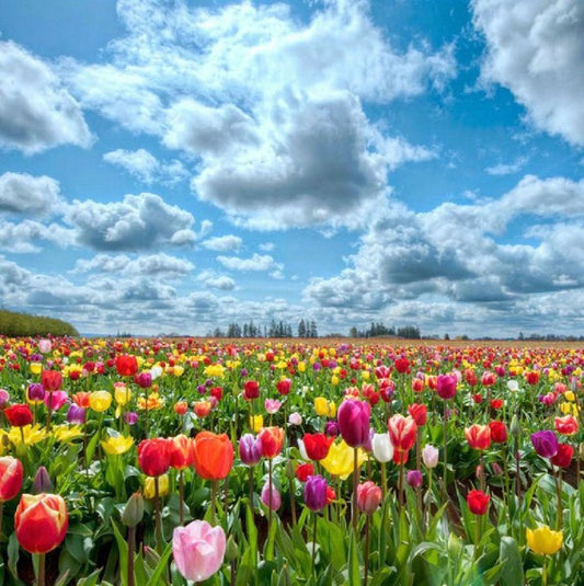 Cloudy Sky & Colorful Tulips Diamond Painting