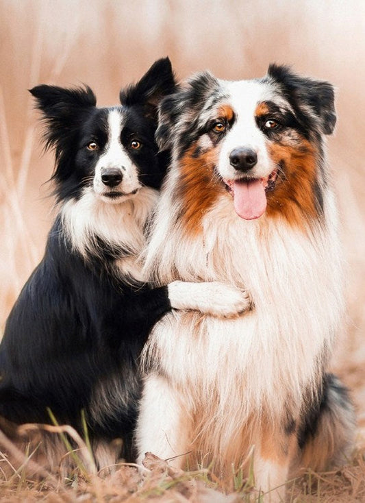 Collie Dogs Pair Paint with Diamonds