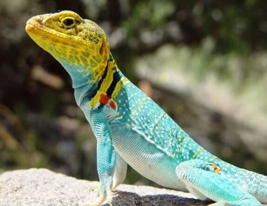 Lizard Paint by Diamonds