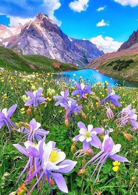 Columbine Flower in Mountains Diamond Painting