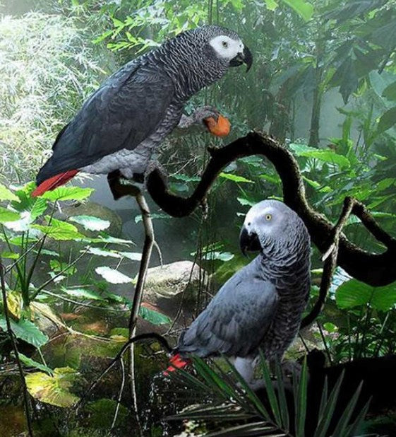 Congo African Grey Parrots Diamond Painting