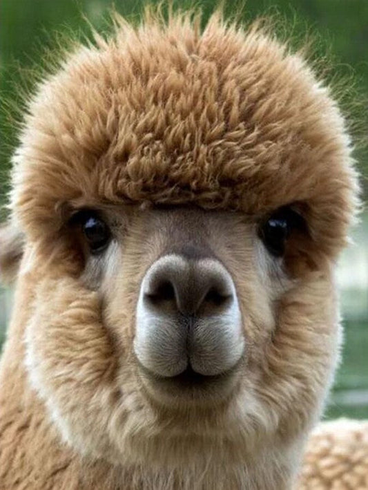 Alpaca Baby Paint by Diamonds