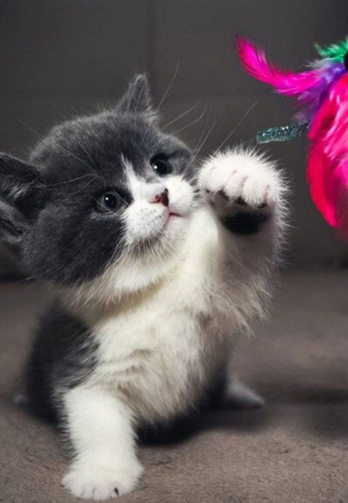Cute Baby Cat Paint by Diamonds