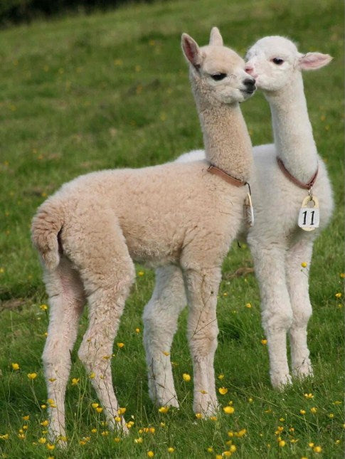 Cute Baby Llamas Diamond Painting Kit