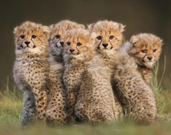 Cute Cheetah Cubs Diamond Painting Kit