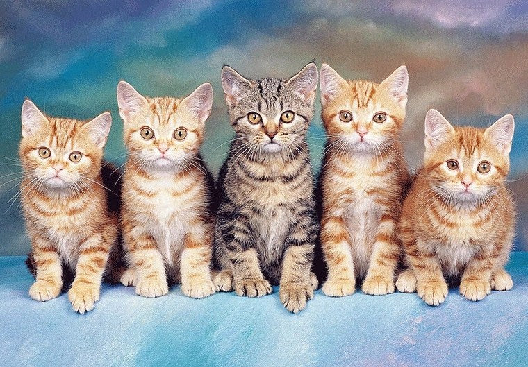 Cute Group of Cats Paint by Diamonds