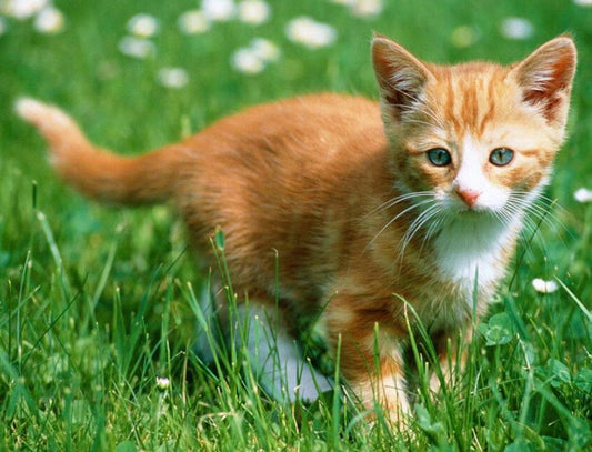 Cute Kitten & Green Grass Diamond Painting