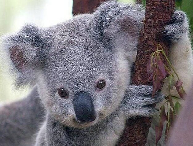 Koala Bears Diamond Painting Kit