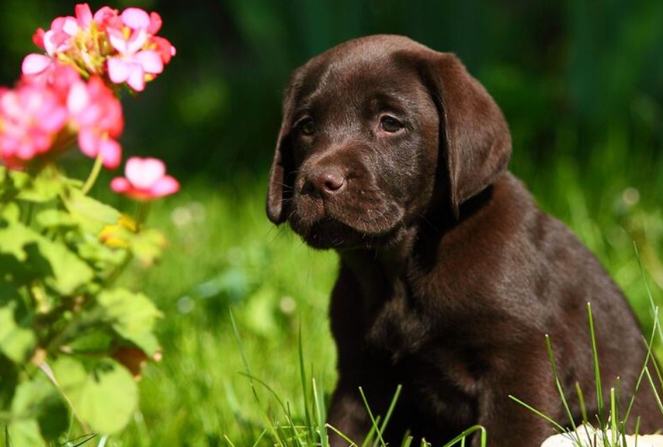 Pretty Labrador Cute Labrador Retriever Puppy – All Diamond Painting