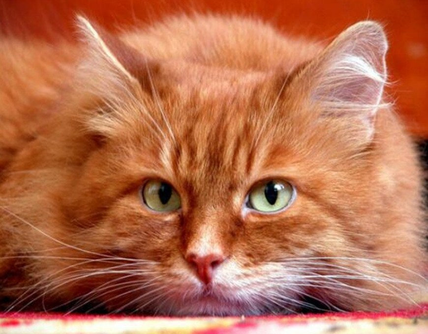 Cute Orange Cat Paint by Diamonds
