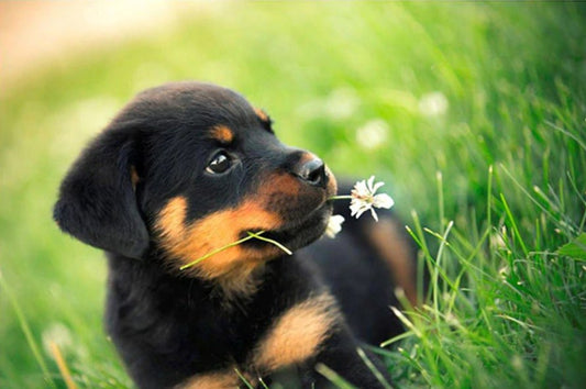 Cute Rottweiler Puppy Diamond Painting Kit