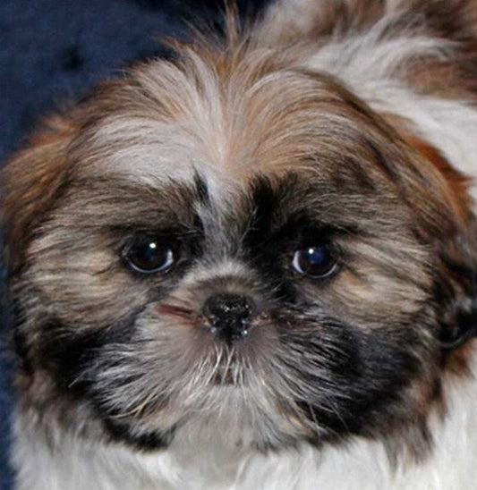 Cute Shih Tzu Dog Paint by Diamonds