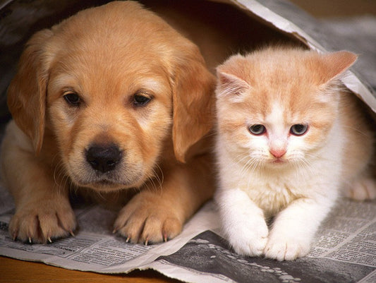 Cutest Dog & Cat Paint by Diamonds