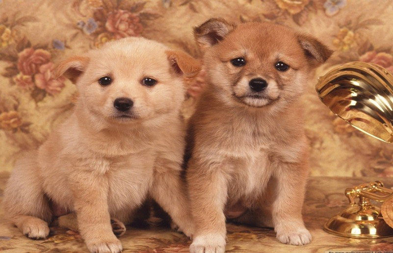 Cutest Puppies Paint by Diamonds