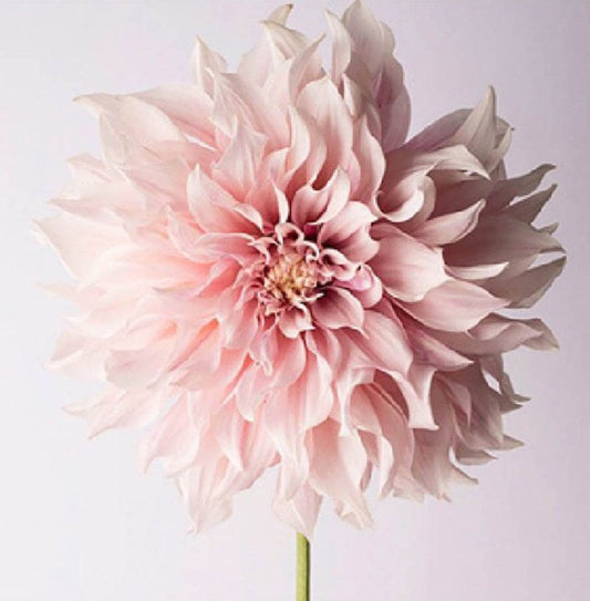 Dahlia Flower Diamond Painting Kit