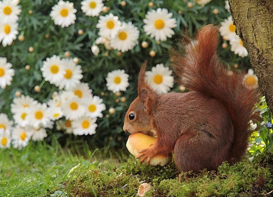 Daisy Flowers & Squirrels Paint by Diamonds