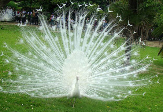 Dancing Peacock Paint by Diamonds