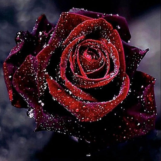 Big Beautiful Rose Paint by Diamonds - [USA SHIPPING] – All Diamond Painting