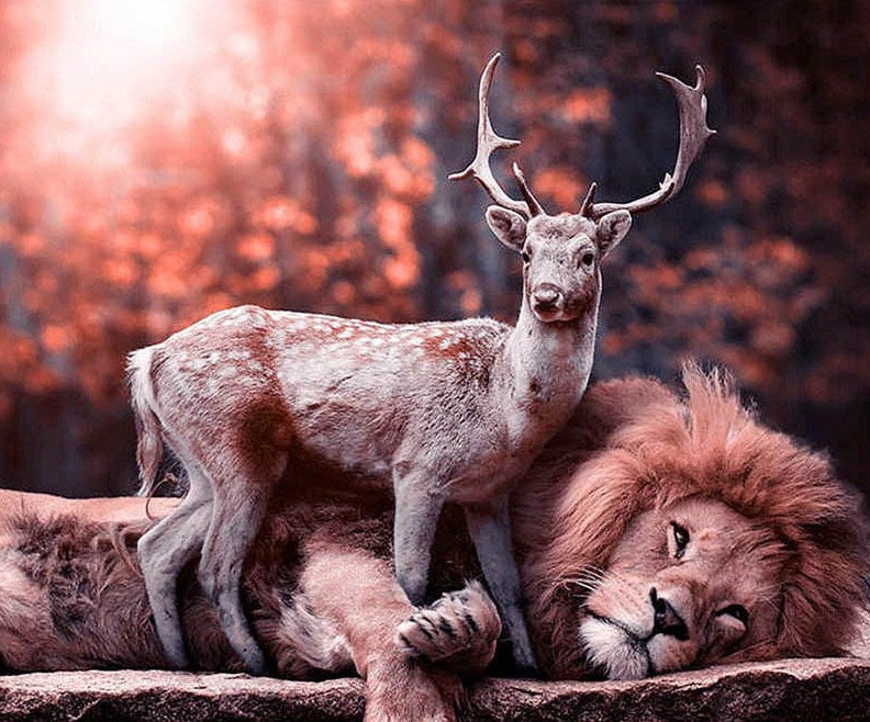 Deer & Lion Diamond Painting