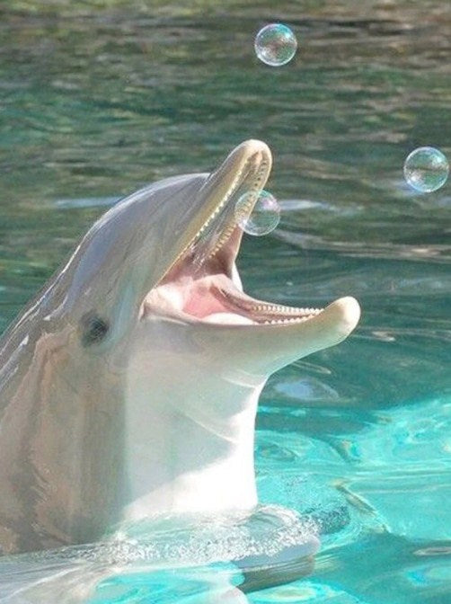 Dolphin Playing with Bubbles Diamond Painting