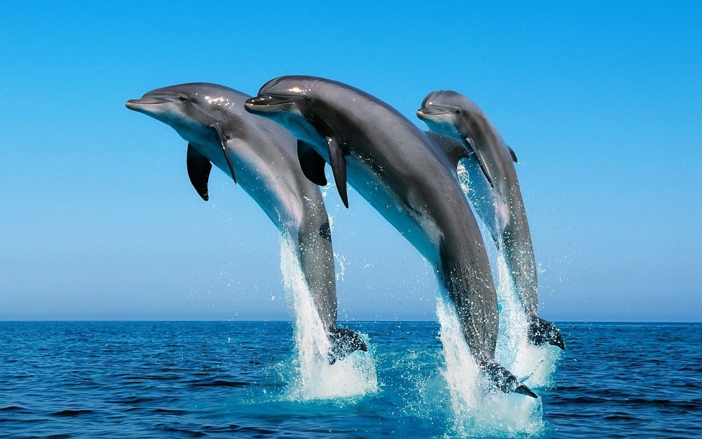 Dolphins Playing in Blue Water Diamond Painting Kit