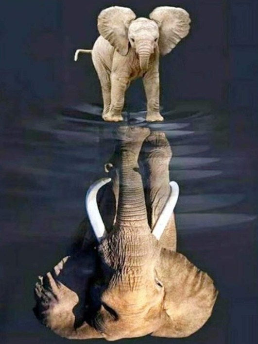 Elephant Dreaming Big Diamond Painting Kit