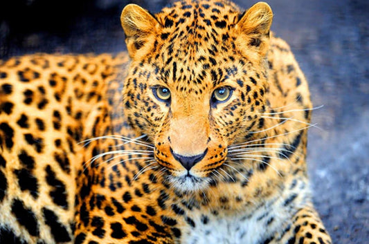 Enchanting Leopard Paint by Diamonds
