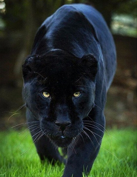 Ferocious Panther Walking on Grass Diamond Painting