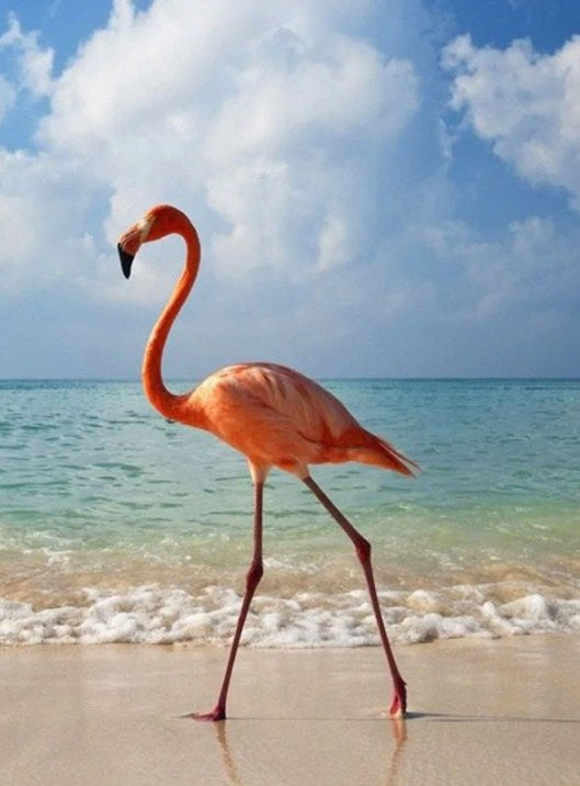 Flamingo on the Beach Paint by Diamonds