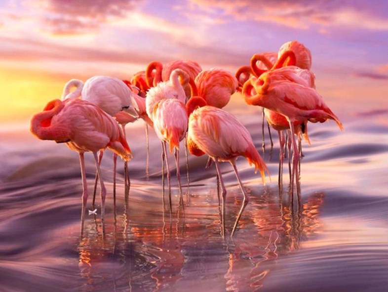 Flamingos Group Diamond Painting Kit