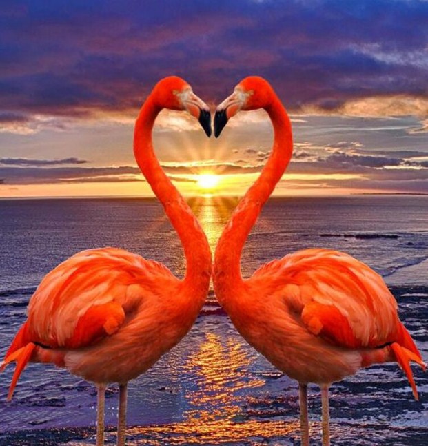 Flamingos Making Heart Shape Diamond Painting