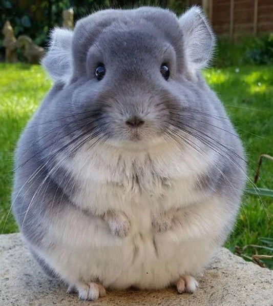 Fluffy Chinchilla Paint by Diamonds