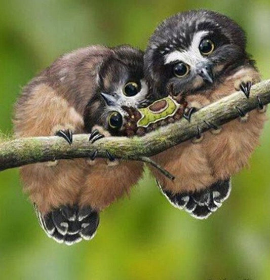 Fluffy Owls & Caterpillar Paint by Diamonds