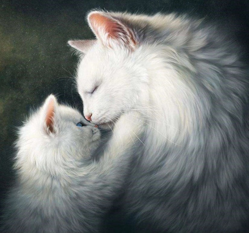 Fluffy Cats Diamond Painting