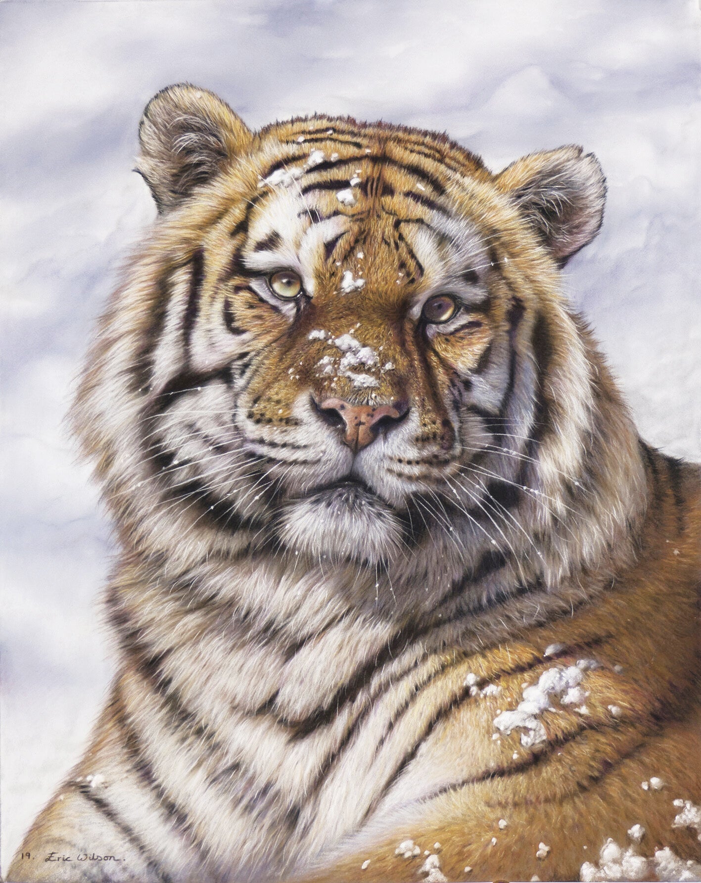 frosty tiger portrait