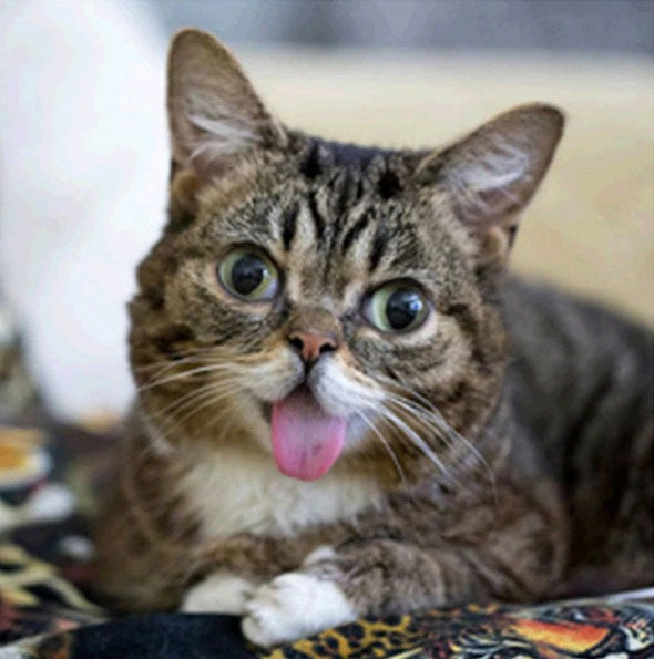 Funny Cat with Tongue out Diamond Painting