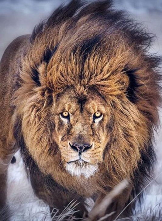 Lion Square Drill Painting Kit