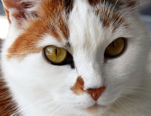 Gazing Cat Paint by Diamonds